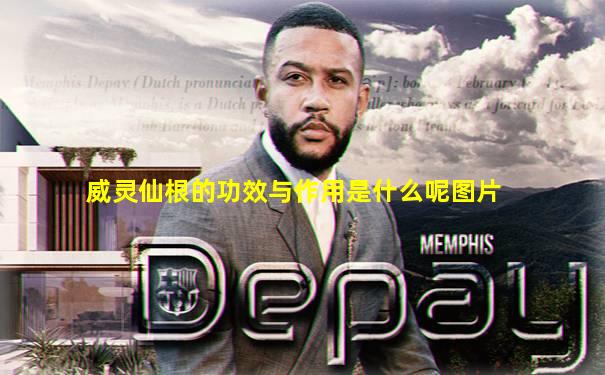 威灵仙根的功效与作用是什么呢图片